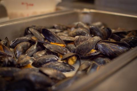 LDS - French Riviera